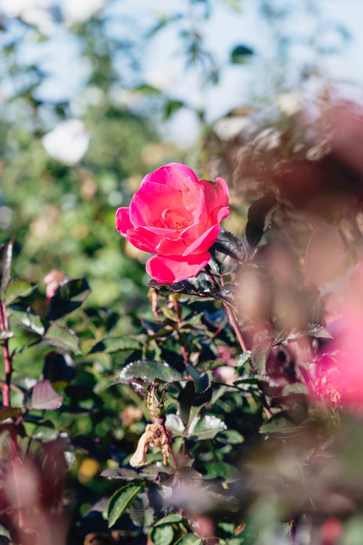 Pink Miracle Rose Bushes