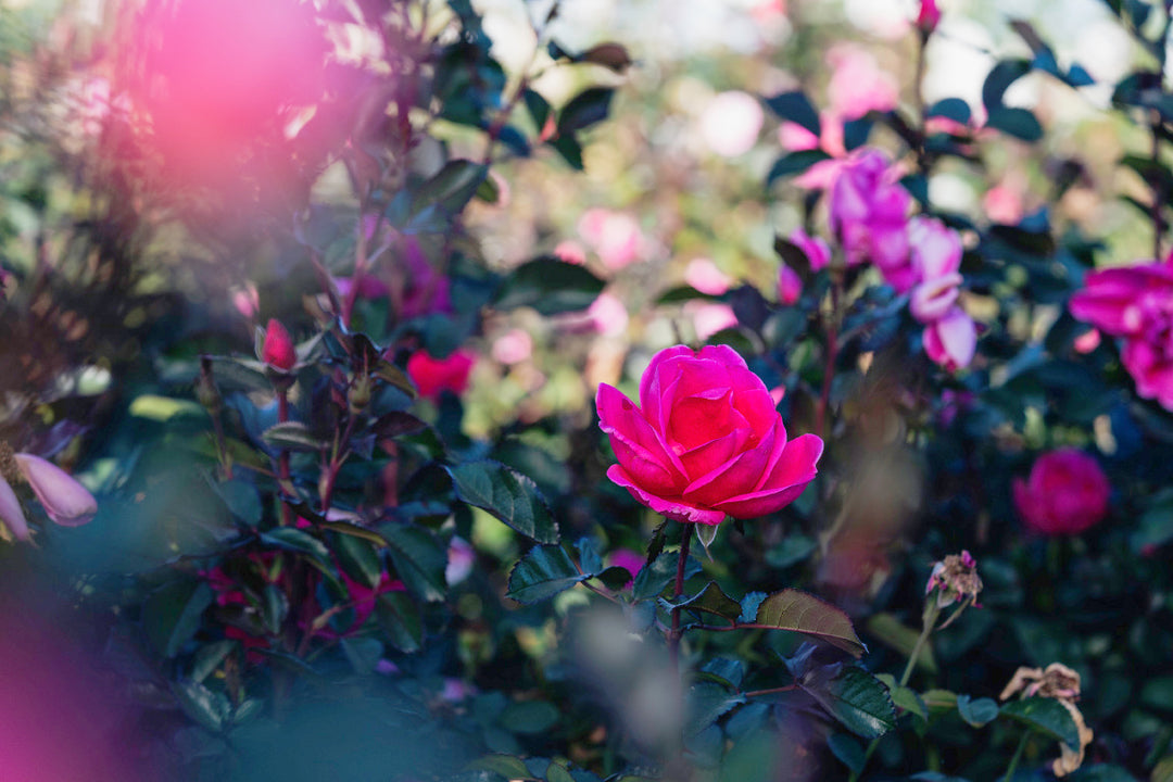 Pink Miracle Rose Bushes