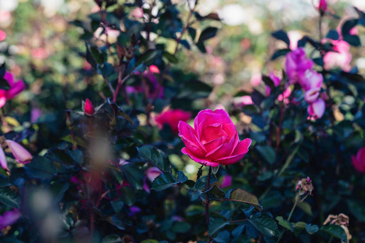 Pink Miracle Rose Bushes