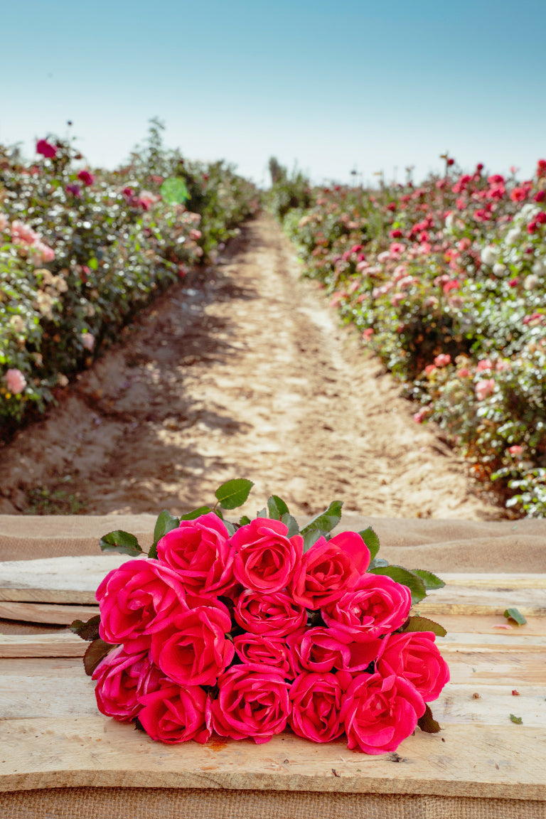 Pink Miracle Rose Bushes