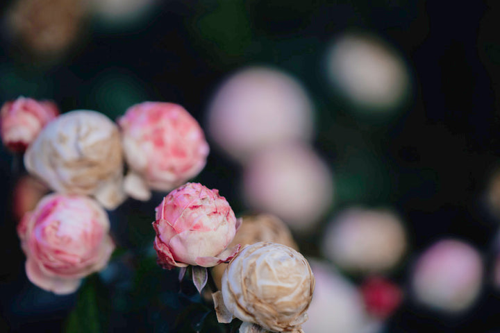 Rosa Lady Ella Rose Bushes