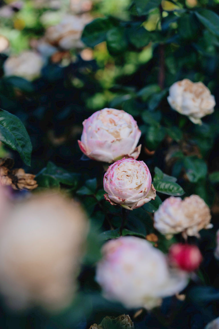 Rosa Lady Ella Rose Bushes