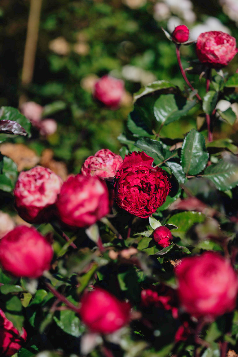 Rosa Pink n Pretty Rose Bushes