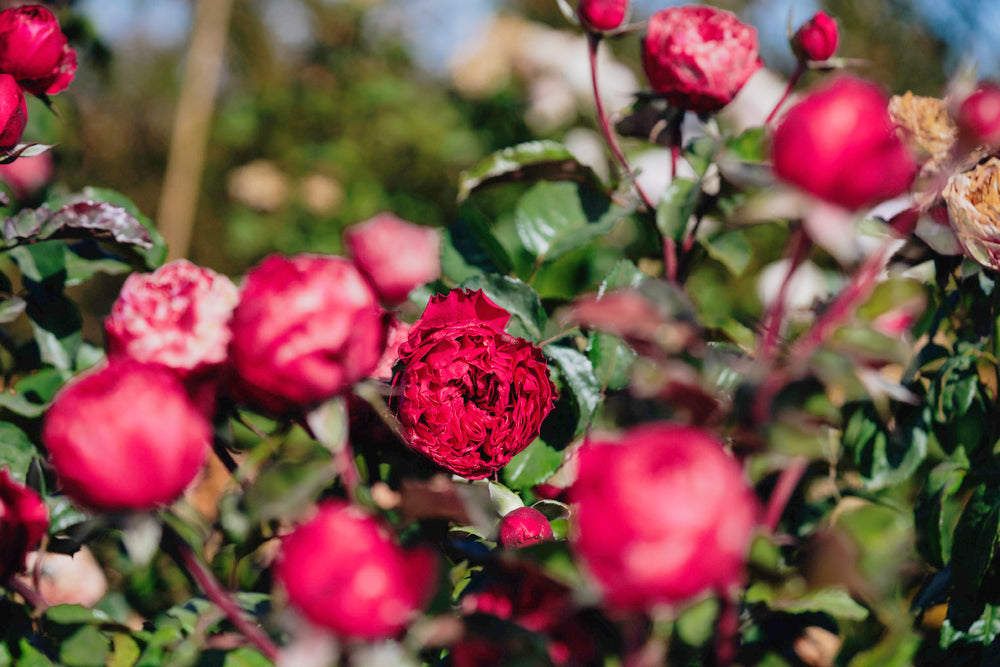 Rosa Pink n Pretty Rose Bushes