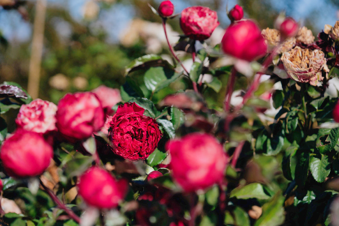 Rosa Pink n Pretty Rose Bushes