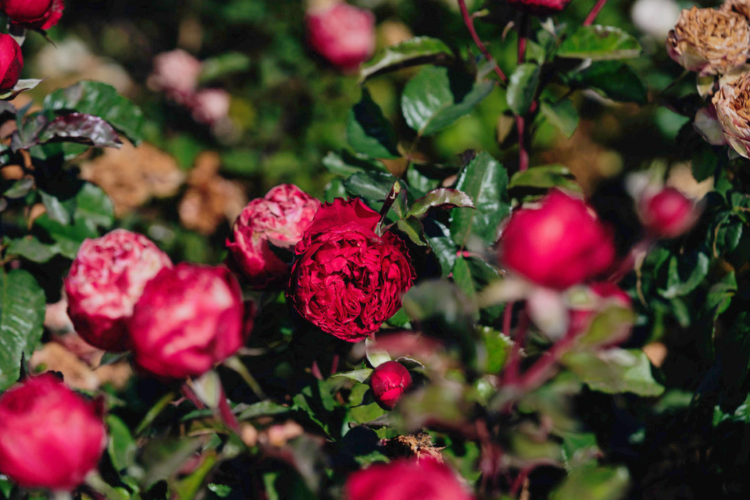 Rosa Pink n Pretty Rose Bushes