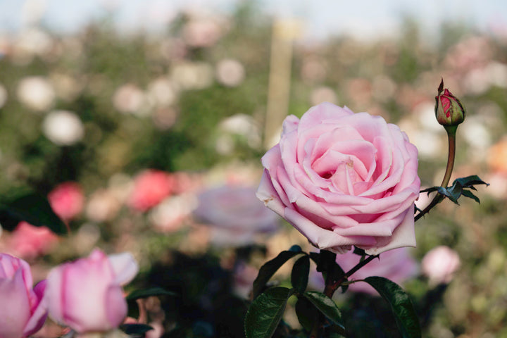 Rose De Rennes Rose Bushes