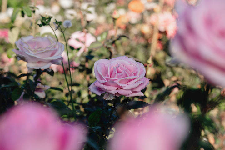 Rose De Rennes Rose Bushes