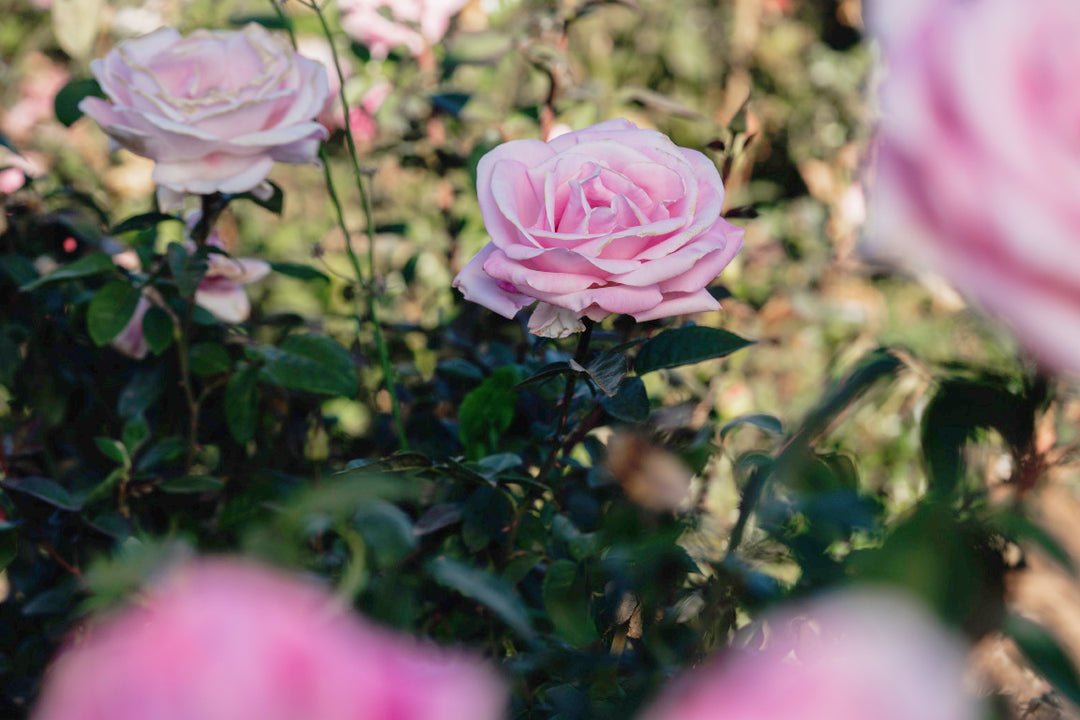 Rose De Rennes Rose Bushes