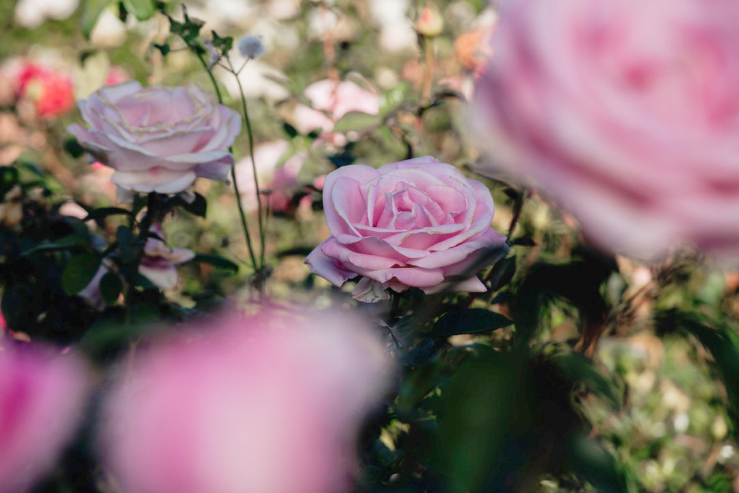 Rose De Rennes Rose Bushes