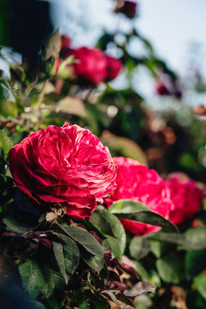 Sandringham Rose Bushes