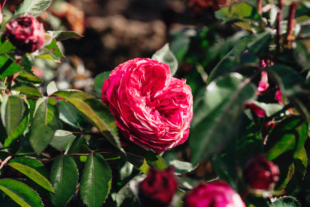 Sandringham Rose Bushes