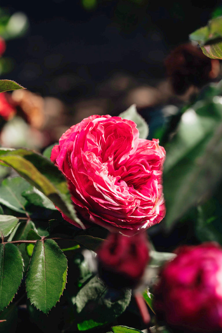 Sandringham Rose Bushes