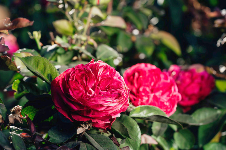 Sandringham Rose Bushes