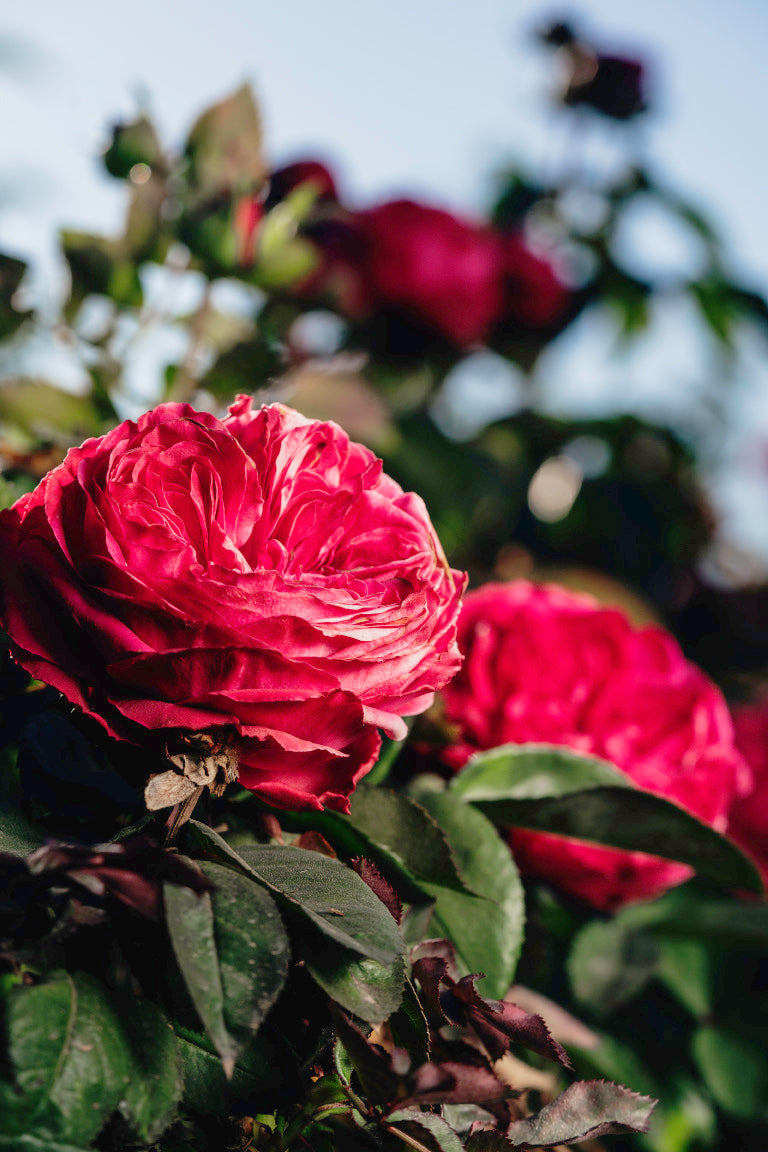 Sandringham Rose Bushes