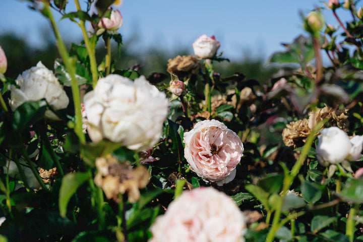 Sandstone Rose Bushes