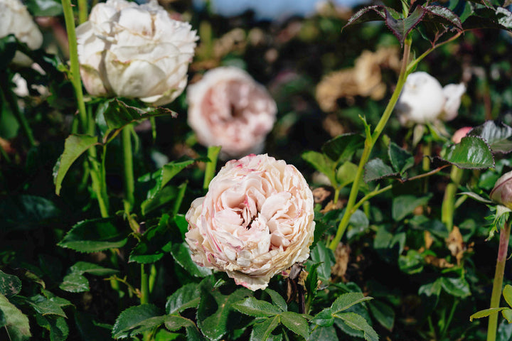 Sandstone Rose Bushes