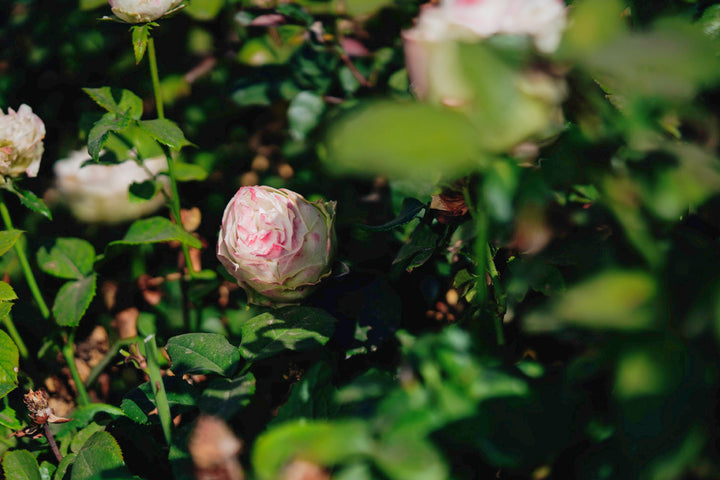 Shades of Gray Rose Bushes