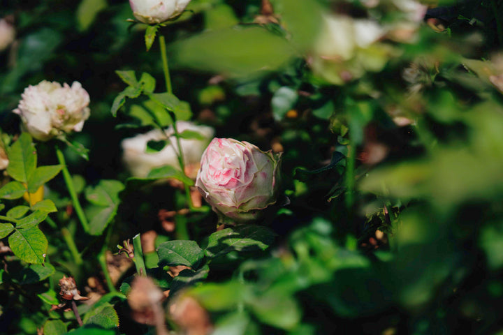 Country Spirit Frieda Rose Bushes