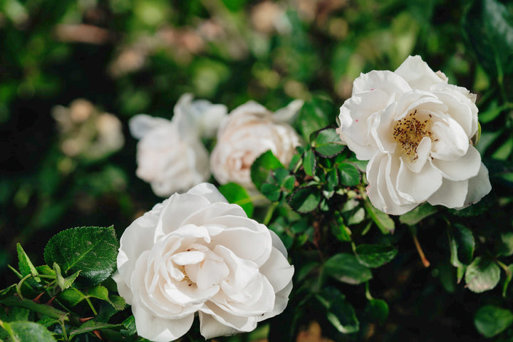 Sirius Rose Bushes