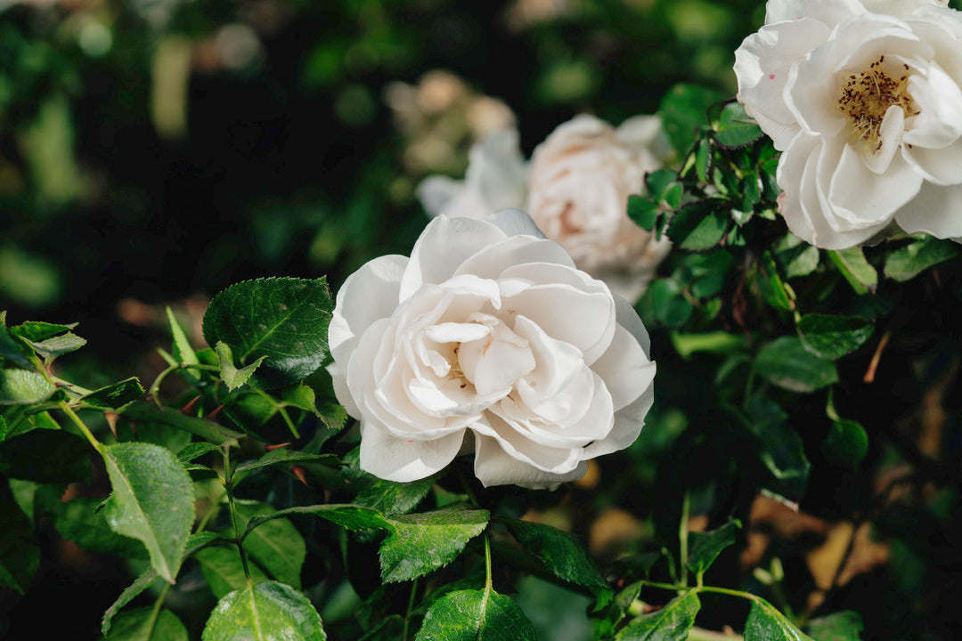 Sirius Rose Bushes