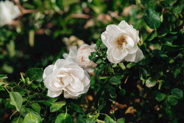 Sirius Rose Bushes