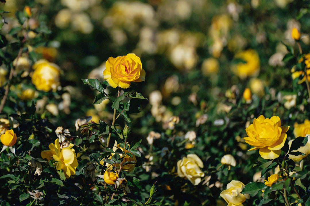 Sol Desire Rose Bushes