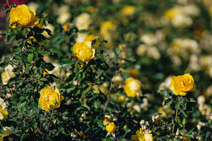 Sol Desire Rose Bushes