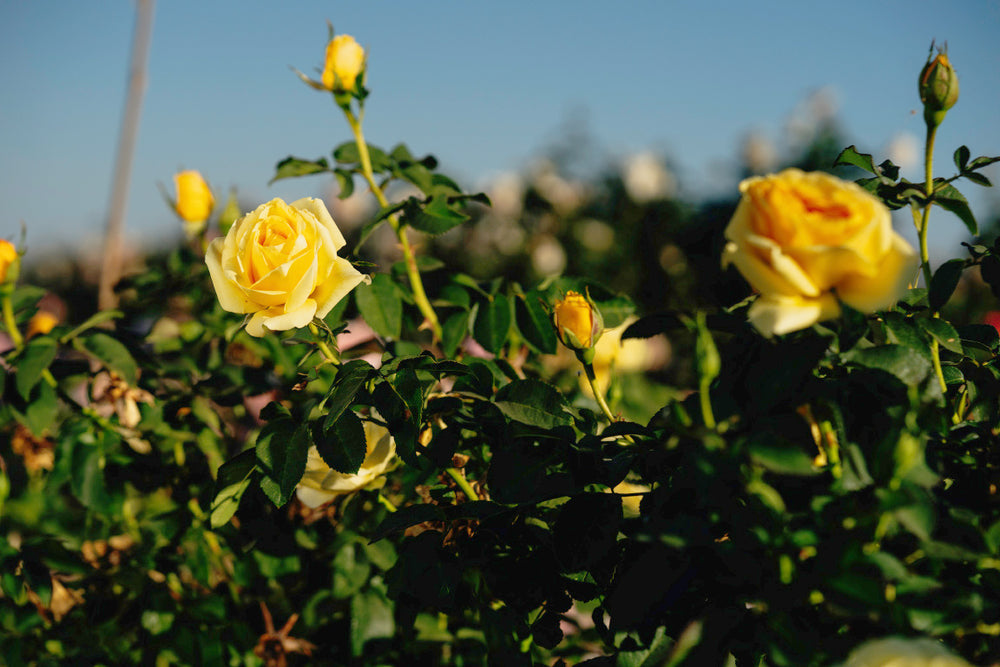 SPE 13-0060-09 Rose Bushes