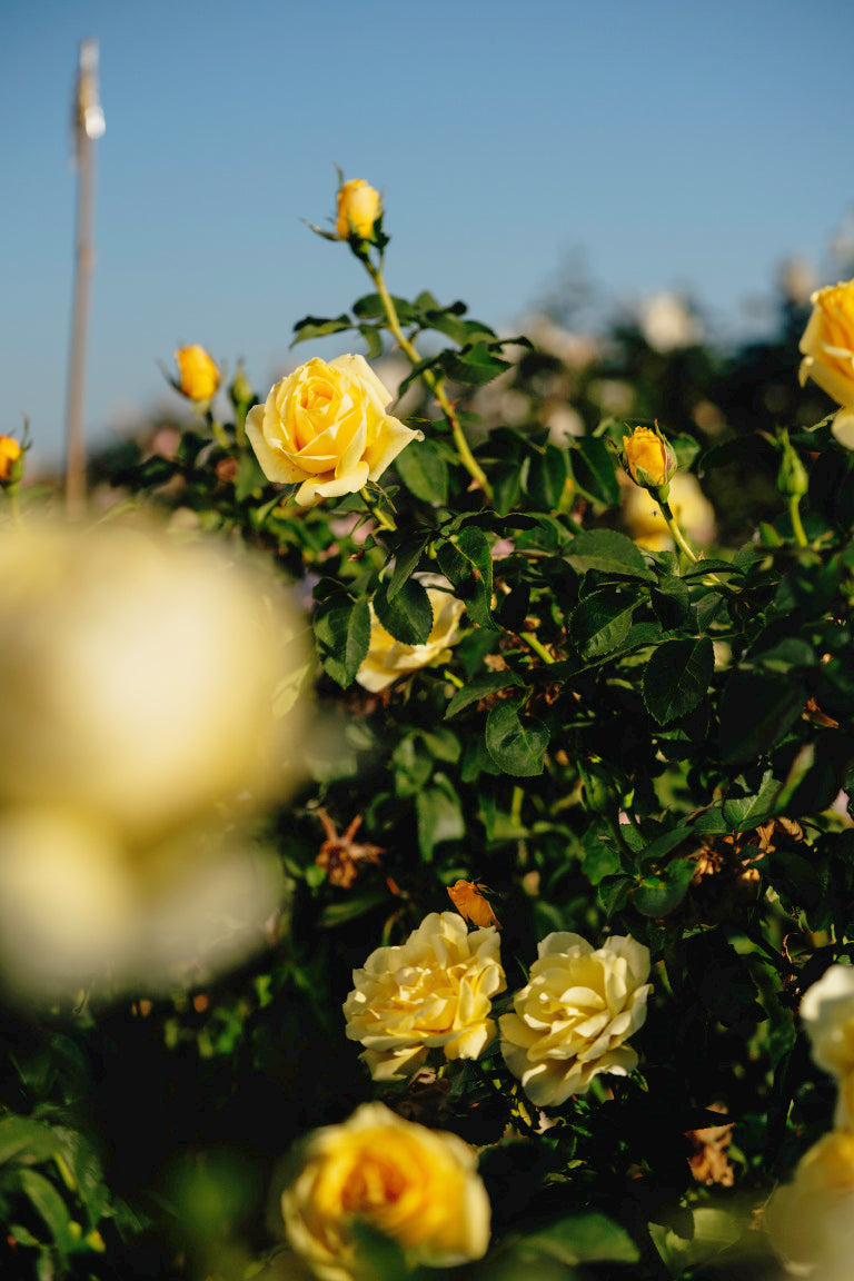 SPE 13-0060-09 Rose Bushes