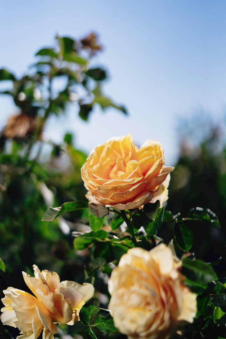 ST Tropez Rose Bushes