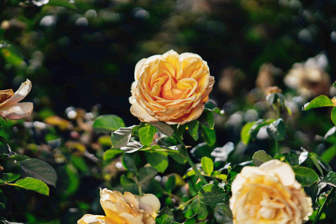 ST Tropez Rose Bushes