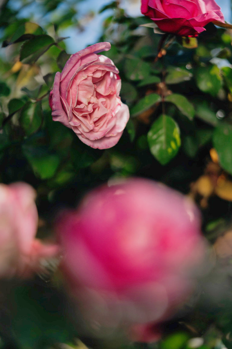 Wildberry Rose Bushes